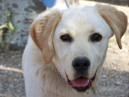 El bicho bonito